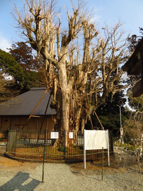 村山浅間神社の自然