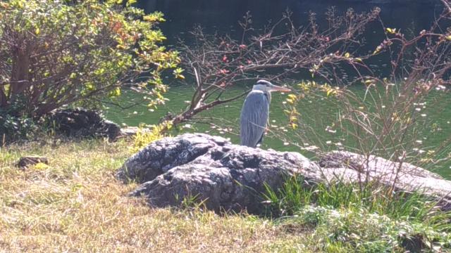 嚴島神社 (京都御苑)の動物