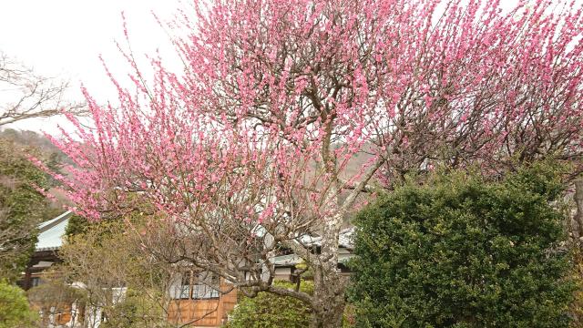 明鏡山龍雲寺の庭園