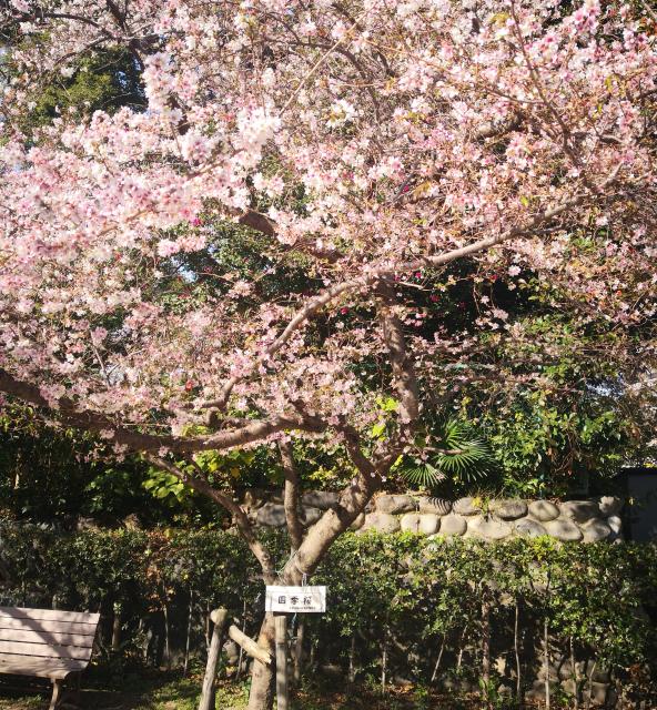 神明生田神社の庭園